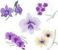 Cooktown Orchids is a set is 5 designs for 200mm x 200mm hoop